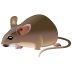 rodent